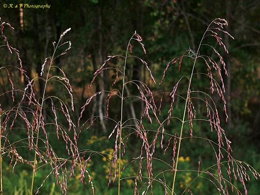 {Tridens flavus}